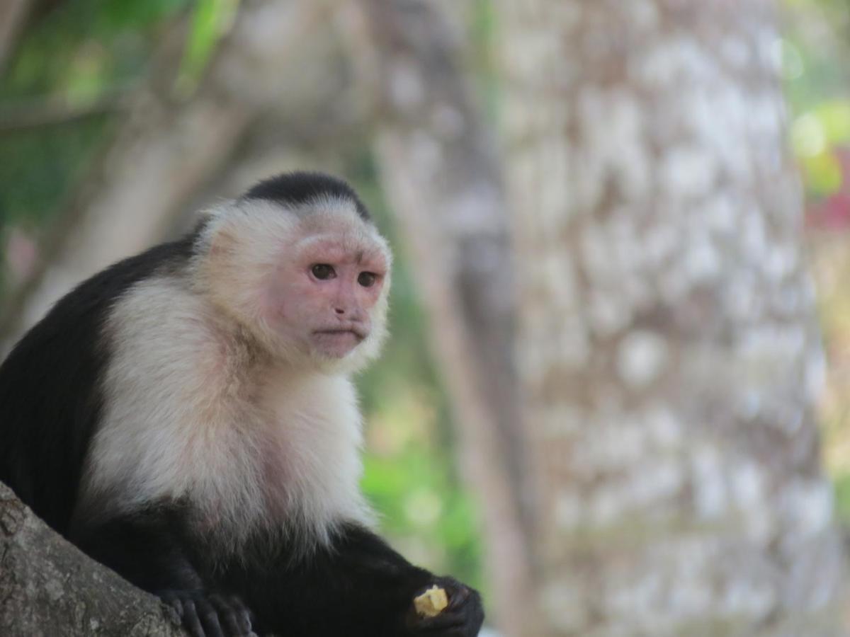 Monkey Lodge Panama Chilibre Esterno foto