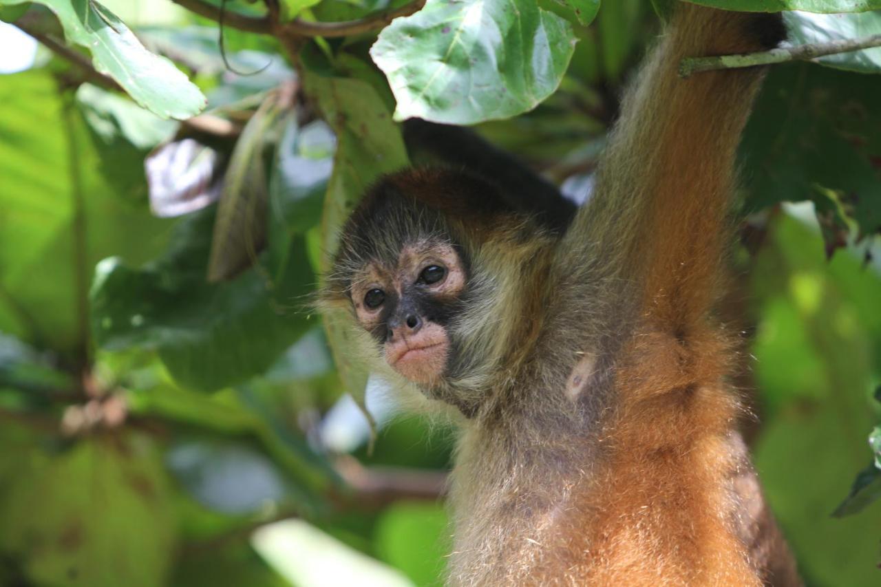 Monkey Lodge Panama Chilibre Esterno foto
